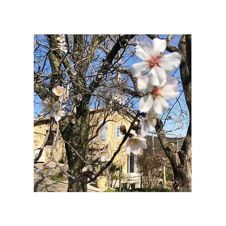 Des Oliviers Bed & Breakfast