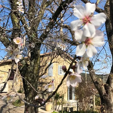 Des Oliviers Bed & Breakfast Nimes