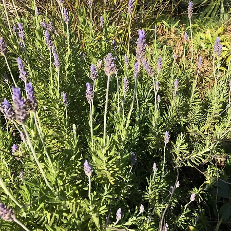 Des Oliviers ニーム