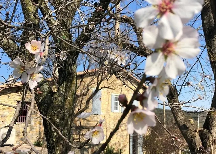 Des Oliviers Bed & Breakfast Nîmes