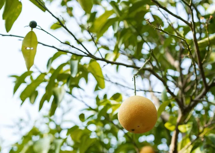 Des Oliviers ベッド・アンド・ブレックファスト *